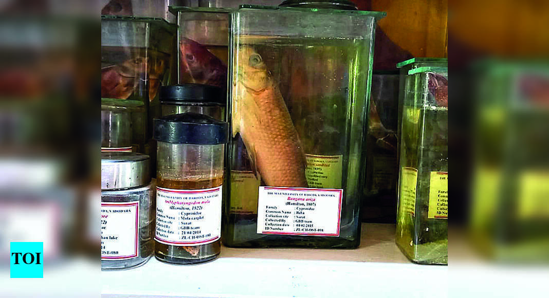 4,000 Invertebrates In Msu Collection | Vadodara News - Times of India