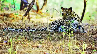 Jaipur: Leopard safari at Amagarh from today