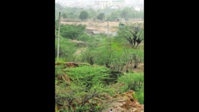 Delhi: At 60-90% survival rate, plantation drives show ‘good’ result