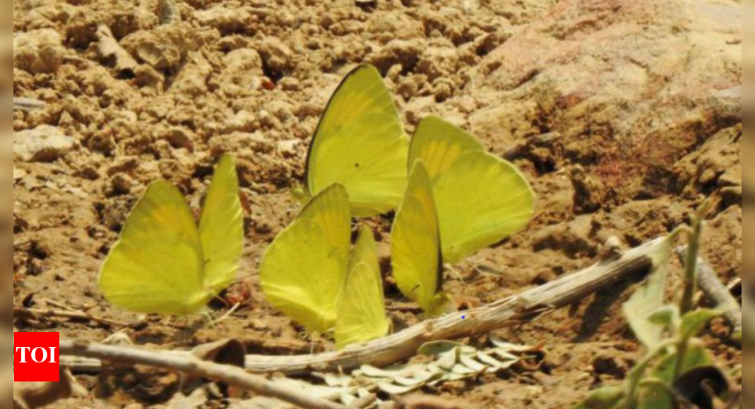 Catch up with butterflies at new address near Delhi University | Delhi ...