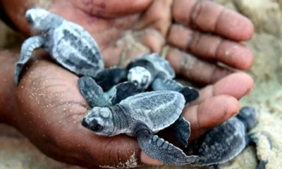 Hundreds of endangered baby giant turtles released into Cambodian river