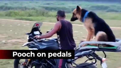 Dog's biking adventure makes him an Insta sensation