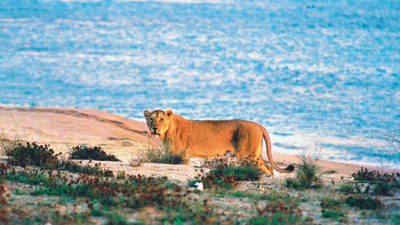 Gujarat’s coasts lure lions as numbers up 11%