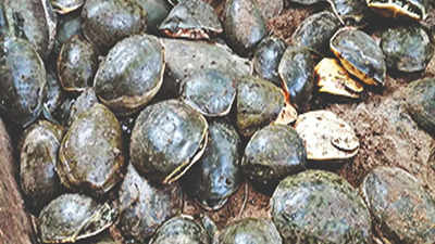 Forest Dept Takes Initiatives To Curb Poaching Of Turtles | Bareilly ...