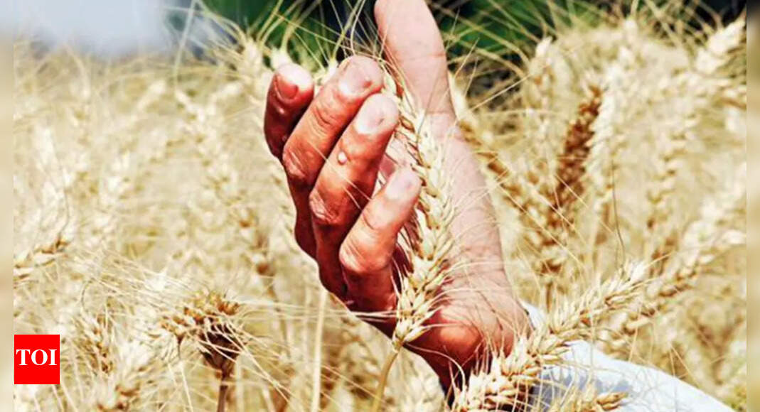 Soaring Mercury Takes Toll On Quality Of Wheat In State | Jaipur News - Times of India