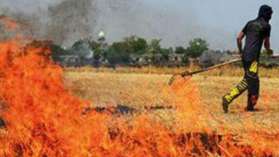 Punjab: Straw burning cases break record, near 14.5k mark