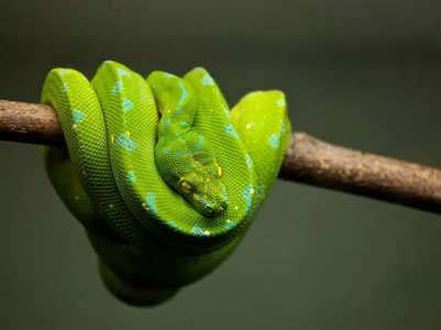 Cool facts about snakes you didn't know