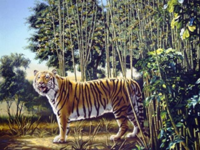 The hidden tale of a 3-legged tiger