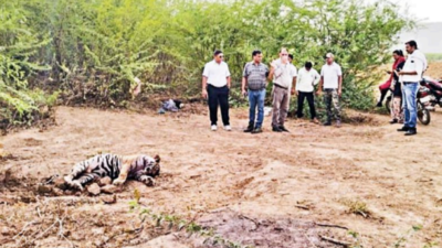 Rajasthan: Female cub killed in Ranthambore territorial fight
