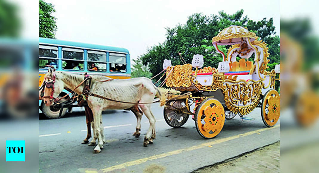 Spare Horses And Bring In Ecarriages, Animal Protection Groups Urge Cm Kolkata News Times