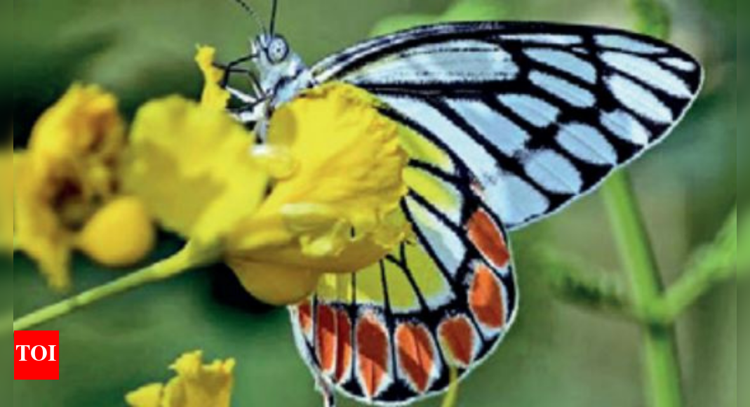 Now, vote to select Rajasthan butterfly; move to aid conservation ...