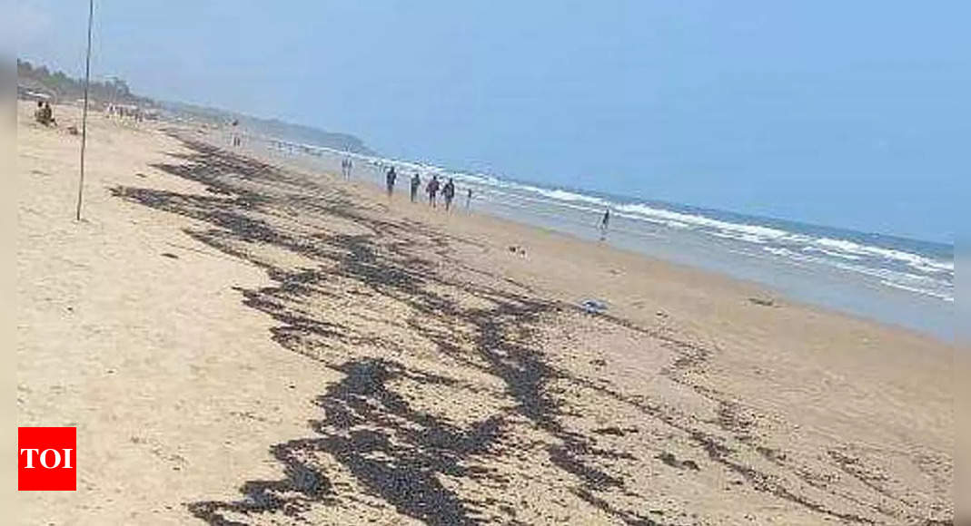 Goa: Tourism department in the dark with 125 bags of tar balls