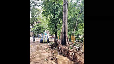 Delhi: Trenching work at Greater Kailash-II leaves 15 trees damaged