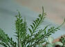 Plants you should not keep to avoid Negativity