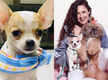 
Actress Yuvika Chaudhary adopts a new puppy; says “welcome home little one'
