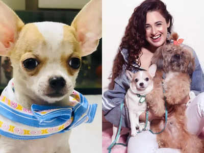 Actress Yuvika Chaudhary adopts a new puppy; says “welcome home little one'