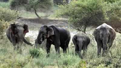 Asian elephants in U'khand found feeding on plastic sachets, spoons, broken glasses & wires: Study
