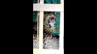 Leopard rescued from Velim well