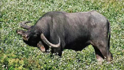 Guwahati: Wild buffalo strays into Kharguli, transquilised