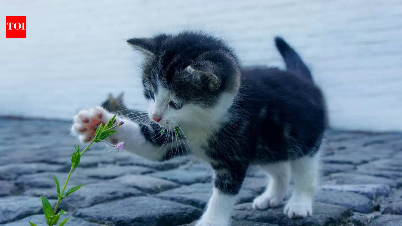 Fun facts about cats