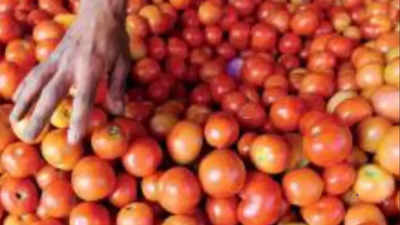 Tomato prices drop to Rs 80 per kg in Kolhapur