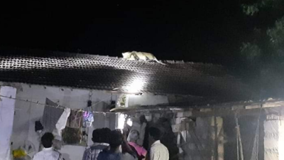 Gujarat: Lioness at Gir climbs over roof of house