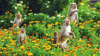 Delhi: Monkey census awaits Rs 95 lakh push to get started