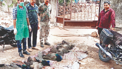 Nashik: 10 peacocks found dead in a farm, accidental poisoning suspected