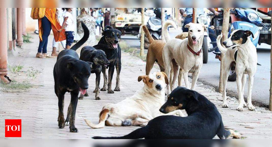 Mass vaccinating dogs can eliminate rabies: Research