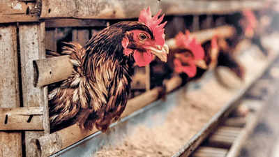 Broiler farmers to intensify stir over low rearing charges in Telangana