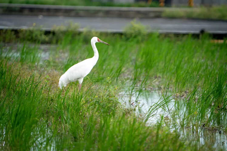 Go birdwatching