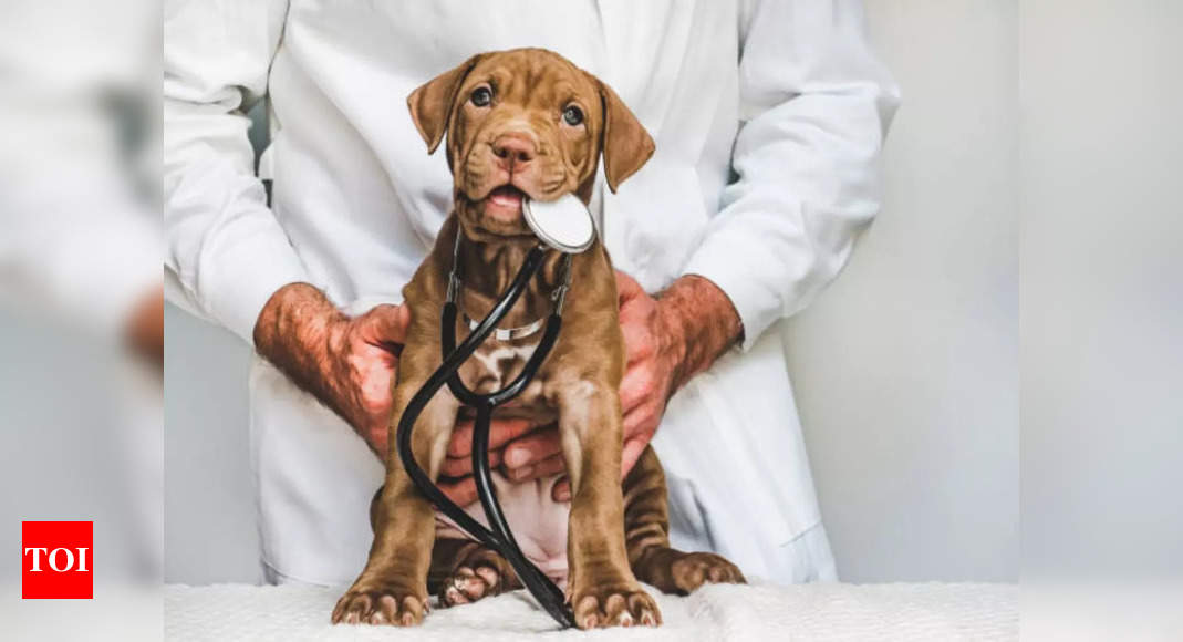 Pet insurance: It’s about time you got your pooch insured. Here's why
