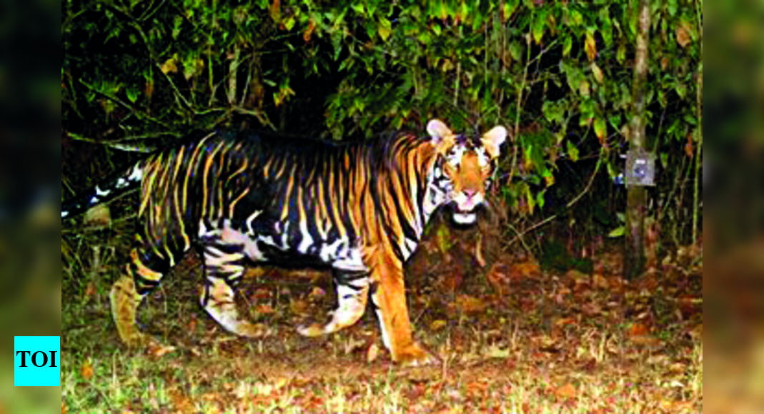 Similipal: Similipal Only Tiger Reserve In World That’s Home To ...