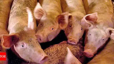 Kota: Man bitten by pigs after he falls due to heart attack