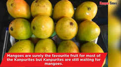 Kanpurites egarly waiting for best of the mangoes