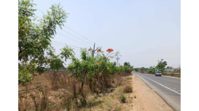 Maharashtra: PWD plants a success story with more than 75% tree survival rate