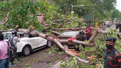 In Lutyens' Delhi, Monday's thunderstorm uprooted 77 trees