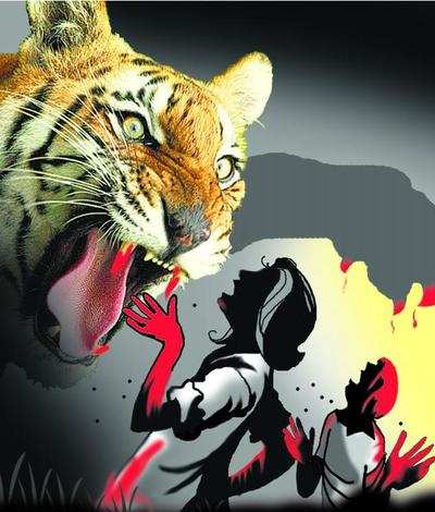 Tiger kills farm labourer in Tadoba buffer