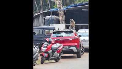 2 monkeys harass passers-by in Mapusa, snatch belongings