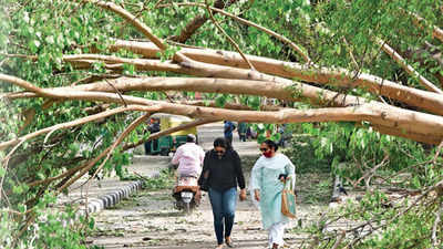 Delhi: Fate of avenue trees fallen in storm concerns greens