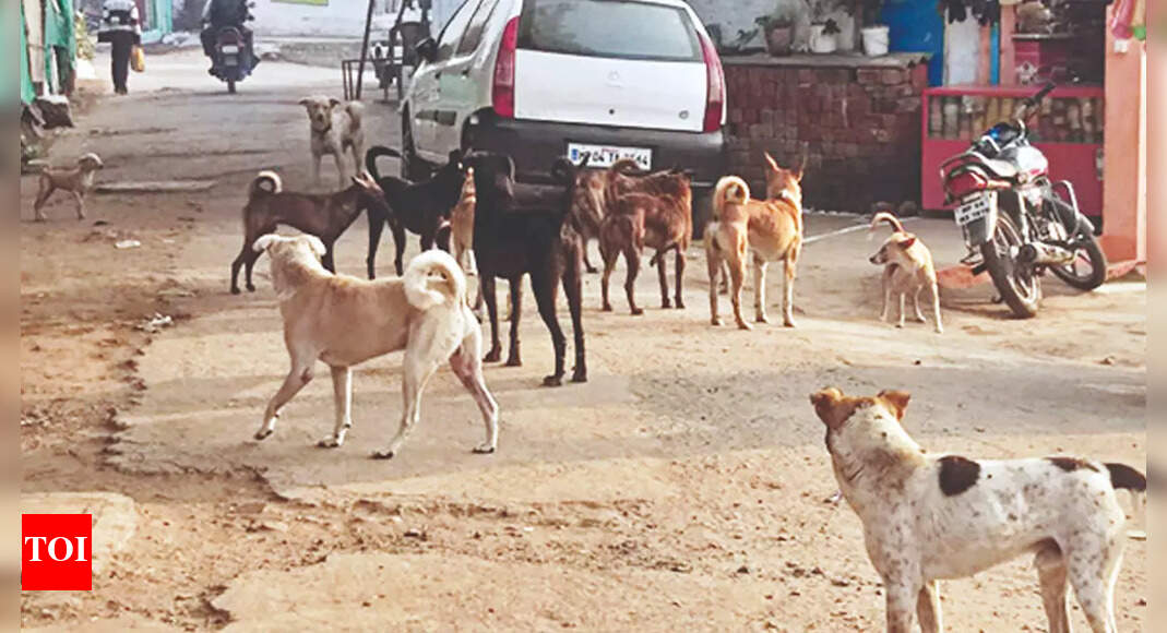 Stray dogs attack two children playing outside in north Bengaluru ...