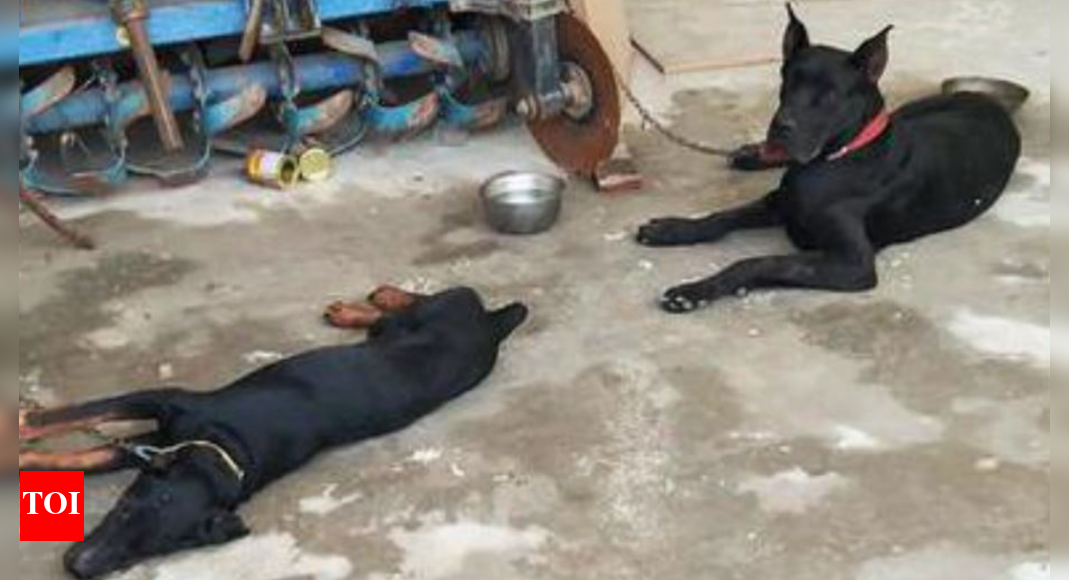 Sidhu Moose Wala News Sidhu Moose Wala's pet dogs refuse food