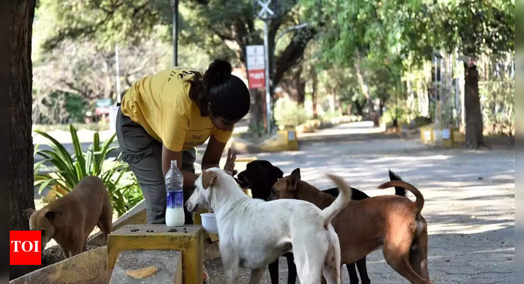 Explained Your right to feed stray dogs and their right to food