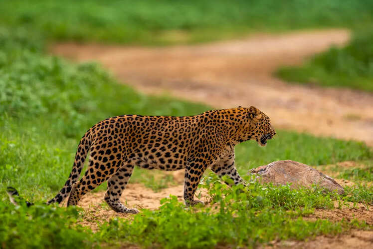 Kabini
