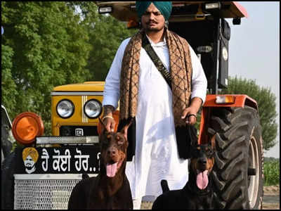 Late Punjabi singer Sidhu Moose Wala's pet dogs refuse food
