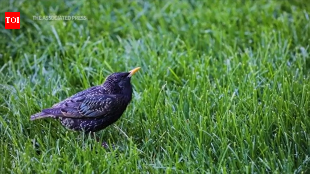 Bird collisions common during migration season