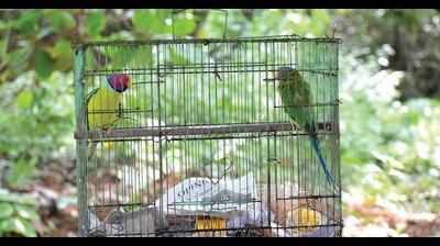 Six endangered parakeets rescued from captivity