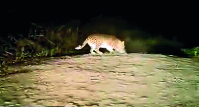 Video of leopard hunting goes viral