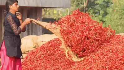 Experts predict bumper prices for chilli in coming season too