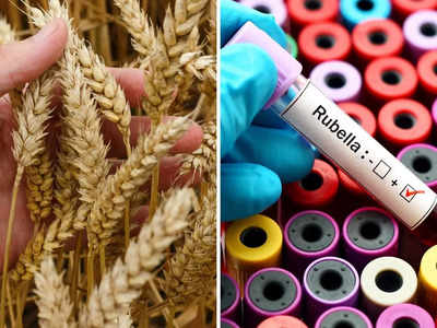 Explained: Why was India's consignment of Wheat rejected by Turkey? What is Rubella disease?